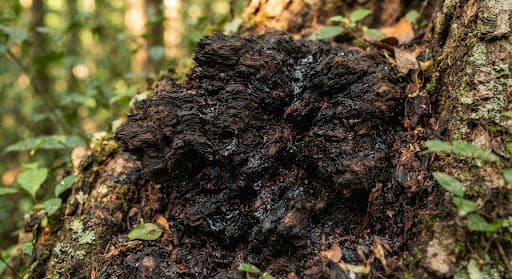 Close view of dark, glossy agarwood resin in warm natural light